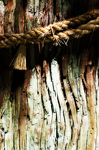 Rope on Tree