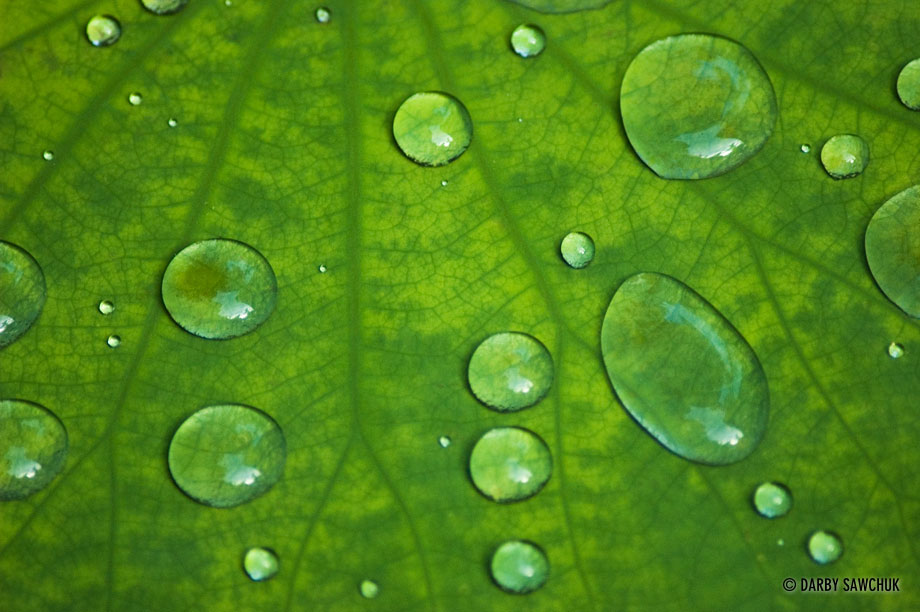 A close-up photo of water drops on a leaf in Bali.
