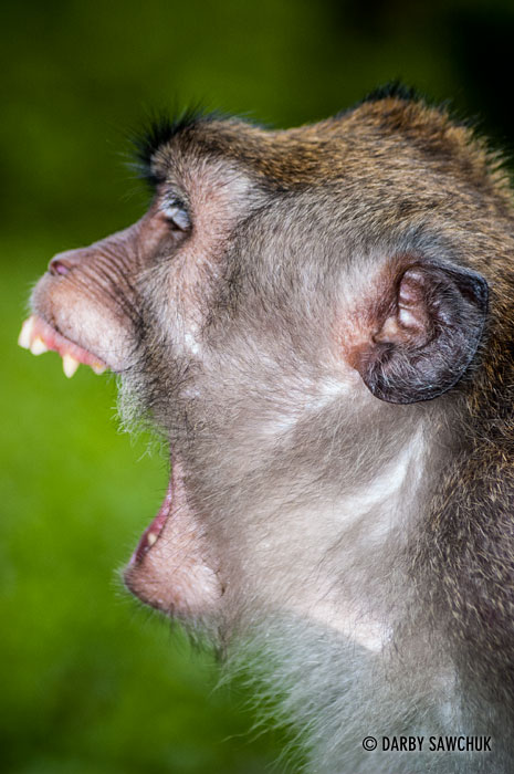 A Balinese Macaque in the Sacred Monkey Forest Sanctuary in Ubud, Bali, Indonesia.