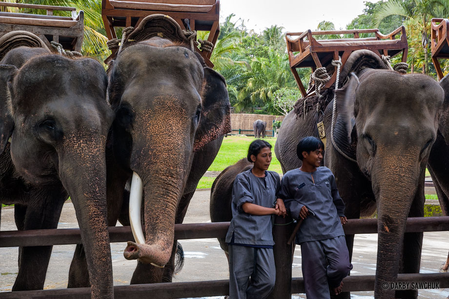 Mahouts rest with the elephants at the Bali Elephant Park.