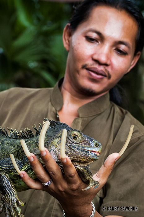 A reptile handler with long fingernails holds an iguana at the Bali Reptile Park.