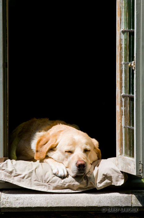 A close-up of the golden labrador that can be found resting in a window above the Groenerei canal Bruges, Belgium.