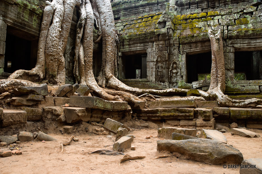 Tree roots cascade down the walls of the ancient Angkorian temple of Ta Prohm in Cambodia.