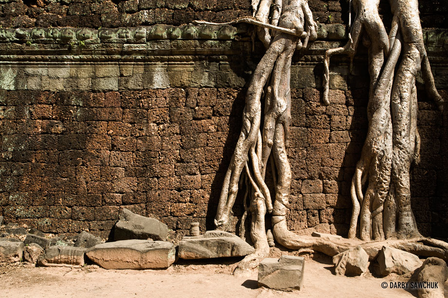 Trees climb the walls of the temple of Ta Prohm in Angkor, Cambodia.