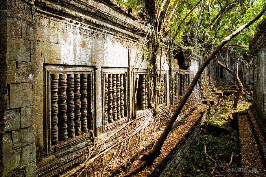 Trees grow amid walls and windows of the unrestored Hindu temple of Beng Mealea in Cambodia.