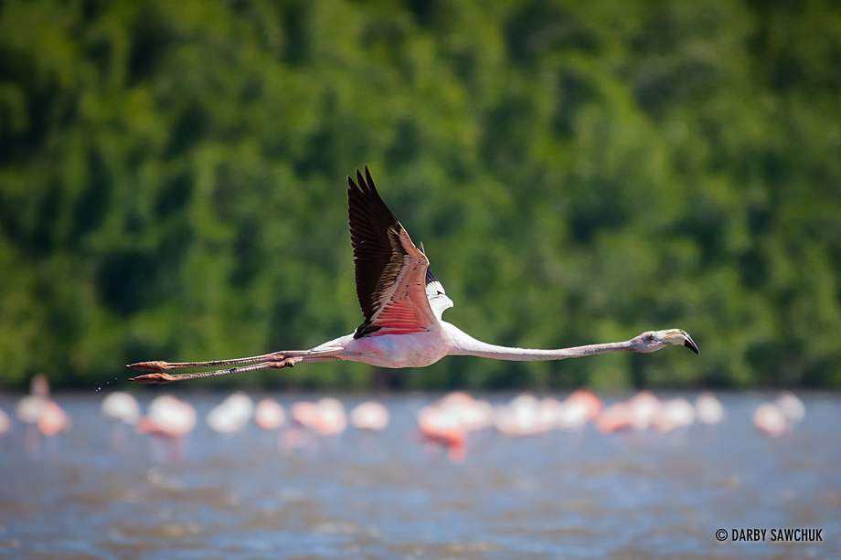 A flamingo in flight at the salt-water Laguna Guanaroca near Cienfuegos, Cuba.