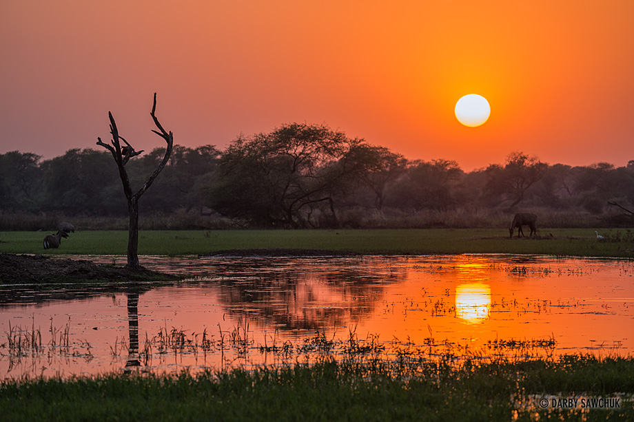 Wildlife basks in the sunset glow near a marsh in the bird-watching paradise of Keoladeo Ghana National Park near Bharatpur, Rajasthan.