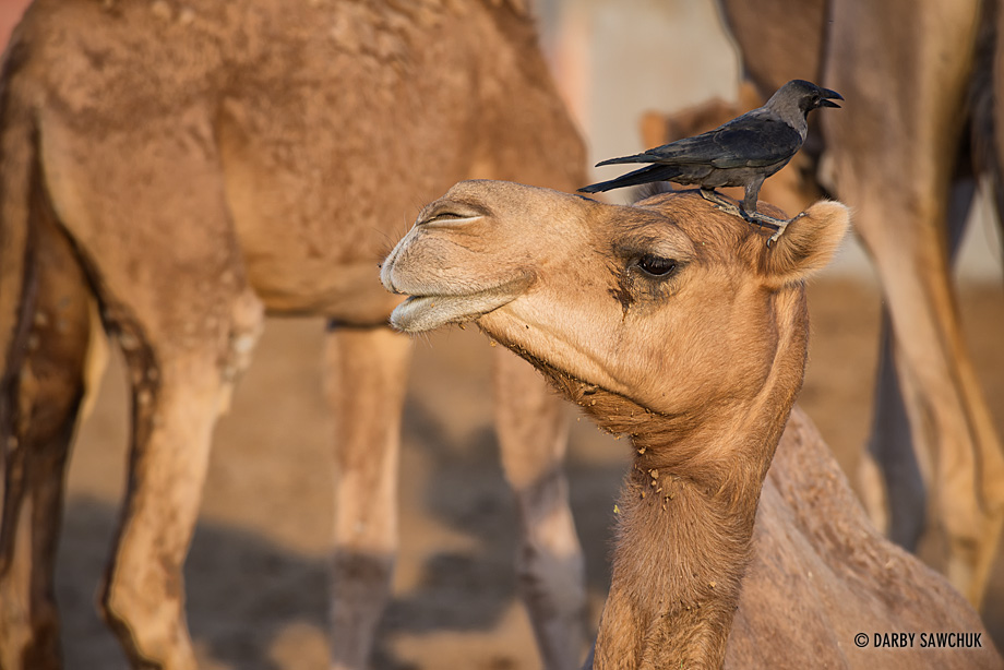 A crow perches atop the head of a young camel at the National Research Centre on Camels near Bikaner, India.