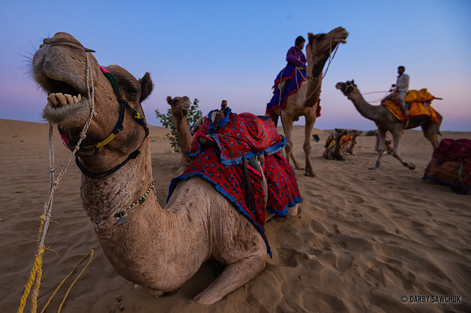 Camels rest after carrying tourists through the Sam Sand Dunes in Western Rajasthan.