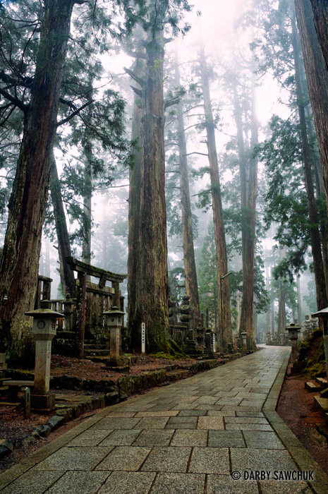 A path through the forest cemetery at Okunoin temple on Koyasan, Japan.