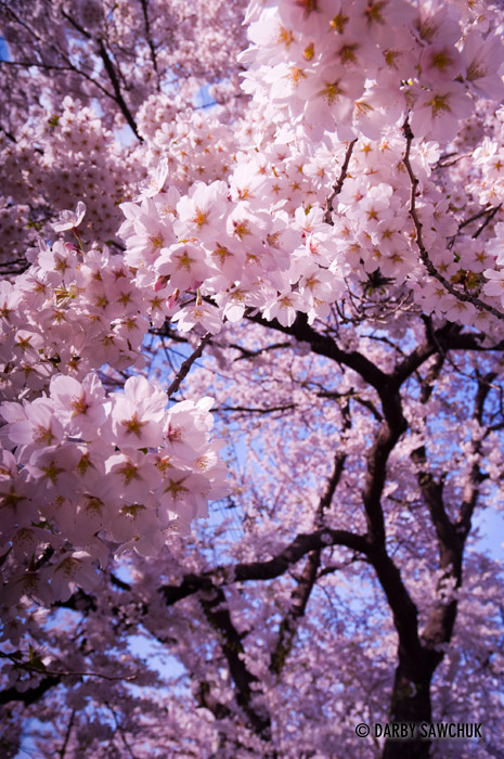 A cherry blossom tree in spring in Ichinoseki, Iwate, Japan.