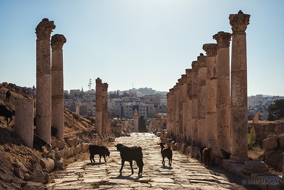 Goats wander along the South Decumanus, a colonnaded street in the ruined Roman city of Jerash.