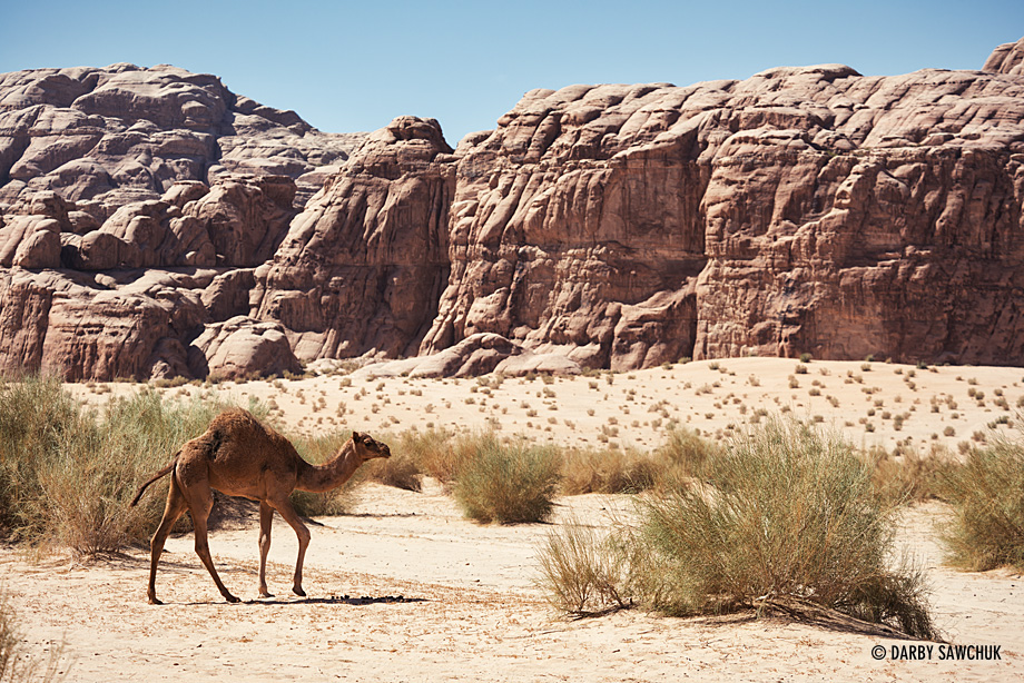 A young camel walks along the sands of Wadi Rum.