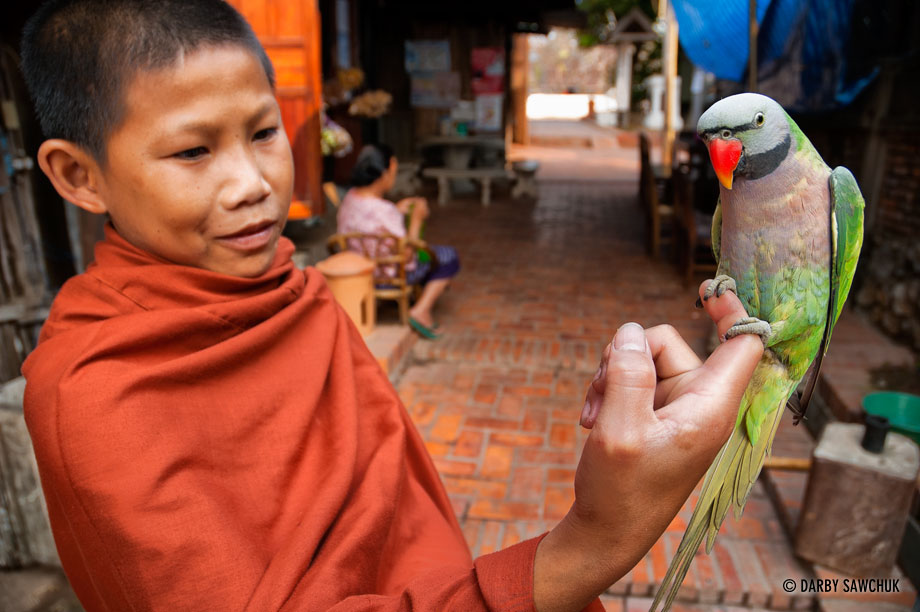 A young novice monk holds a parakeet in an alley in Luang Prabang, Laos.
