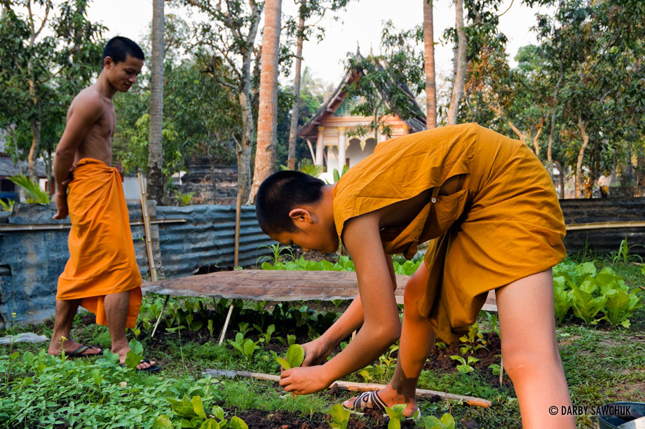 Novice monks work in a garden in Luang Prabang, Laos.