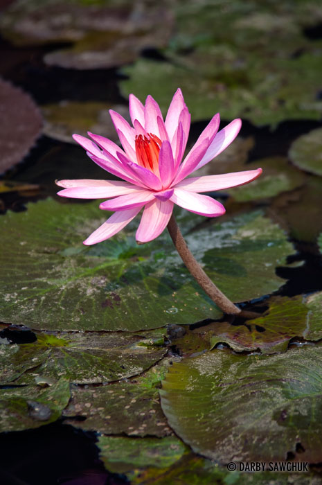 A flowering water lily in Luang Prabang, Laos.