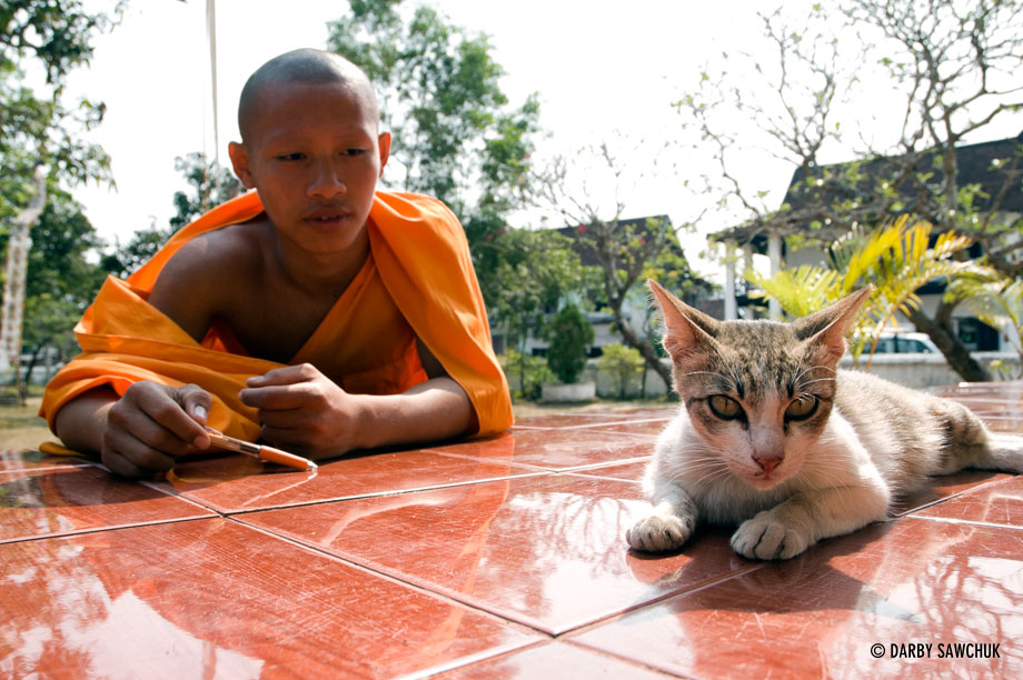 A novice monk plays with a cat in Luang Prabang.