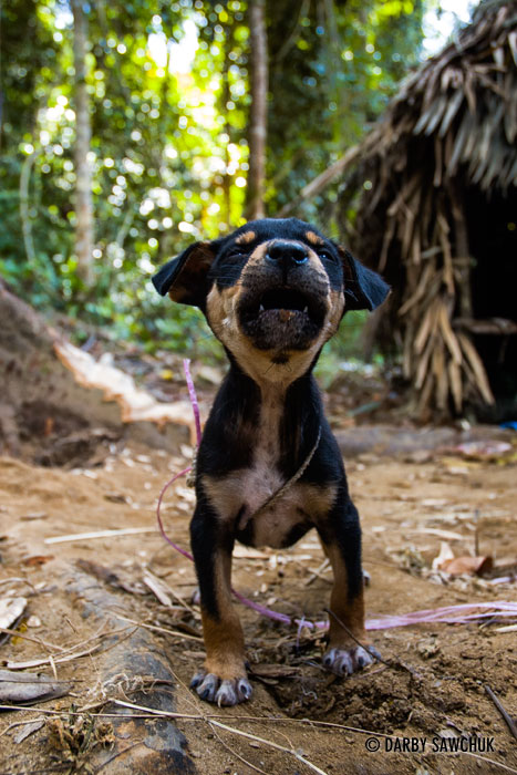 A puppy barks in an Orang Asli Village in the Tamen Negara rainforest in Malaysia.