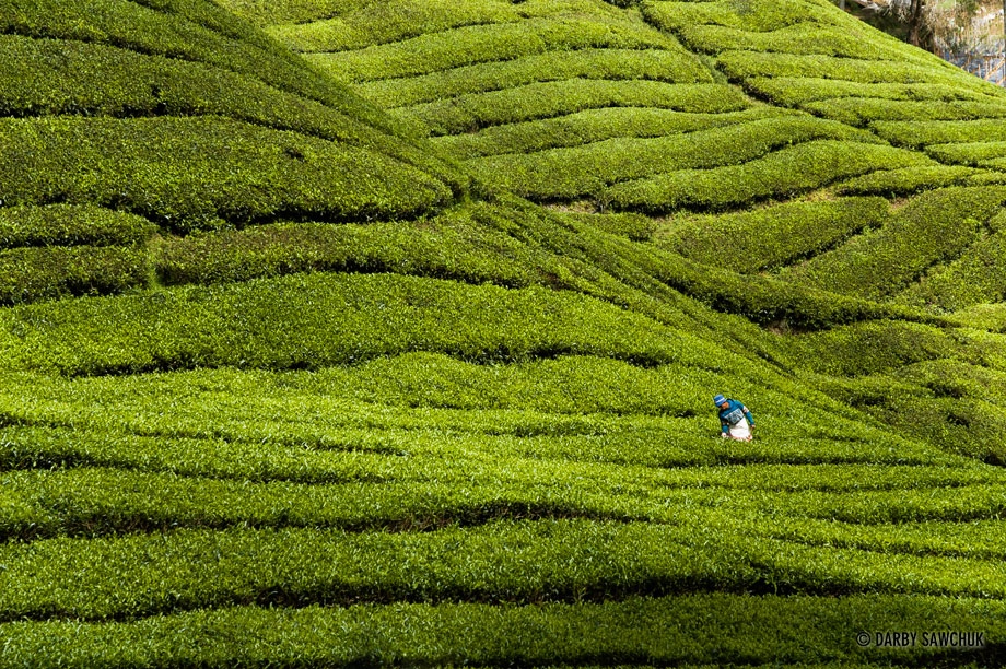 A farmer works in a field growing tea leaves in the Cameron Highlands in Malyasia.