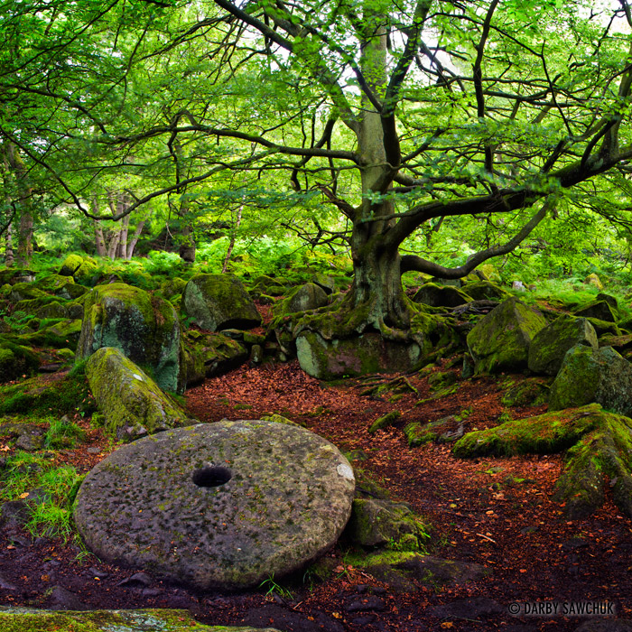 An abandoned millstone in the forest near Padley Gorge in Longshaw Estate, Derbyshire.