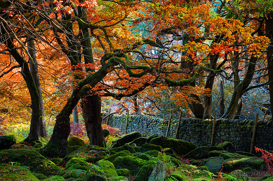 Colourful leaves of autumn over a dry stone wall in Longshaw Estates, Derbyshire.