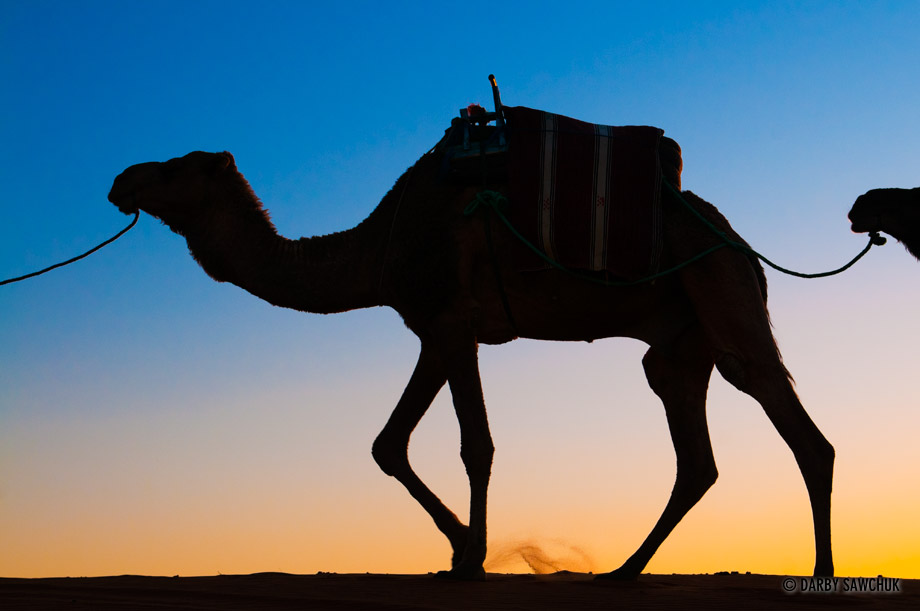 A silhouette of a camel at Erg Chebbi in the Sahara desert.