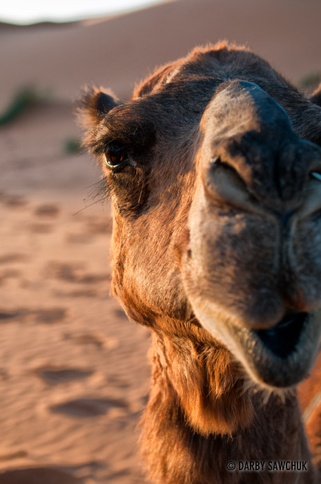 A close up of the face of a camel in the Saraha desert.