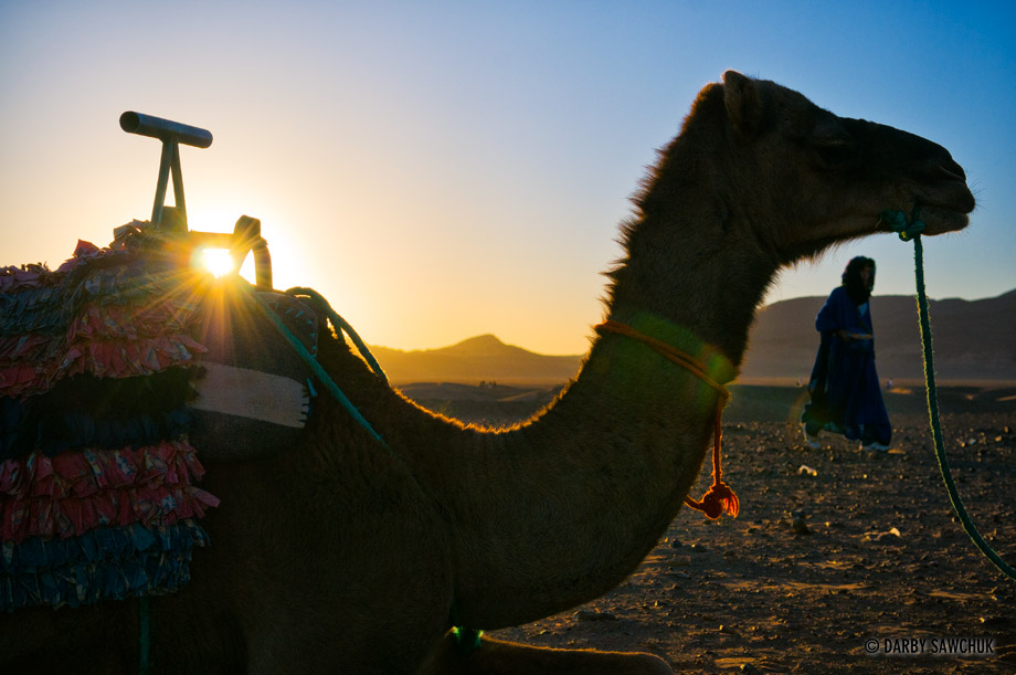 A camel at dawn in the rocky desert near Zagora.