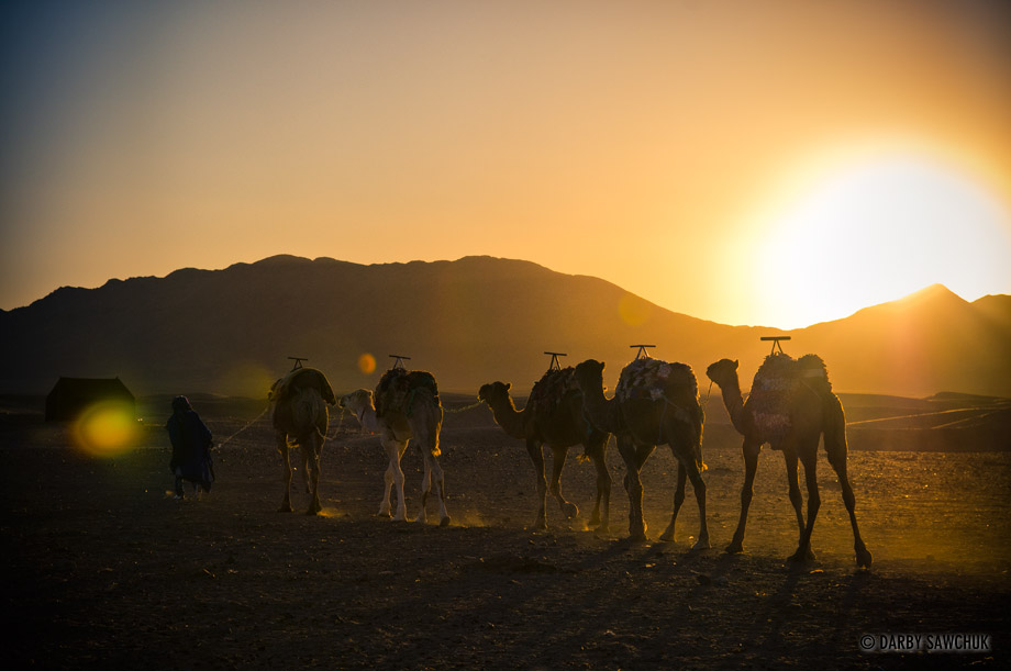 Camels walk toward a tent in the rocky desert of Zagora, Morocco.