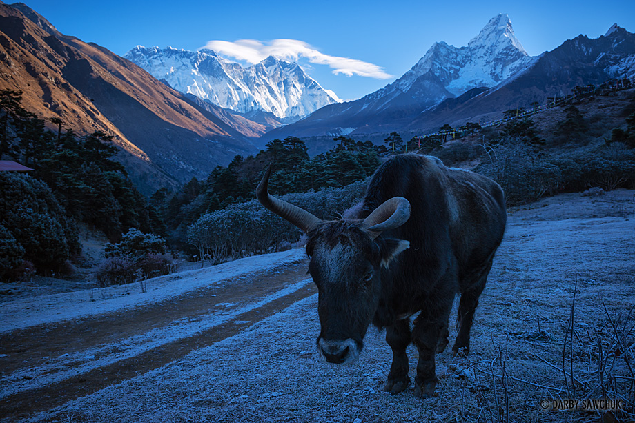 A yak stands amid morning frost with Mount Everest, Lhotse and Ama Dablam in the background.