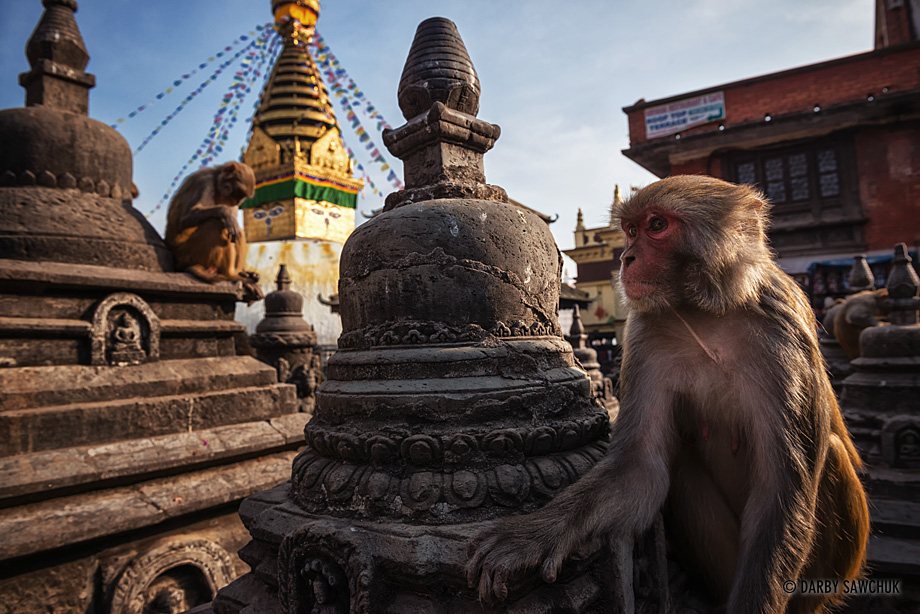 Monkeys clamber on stupas at  Swayambhunath, also known as the Monkey Temple, in Kathmandu, Nepal.