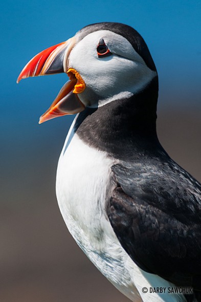 An Atlantic Puffin on Lunga Island