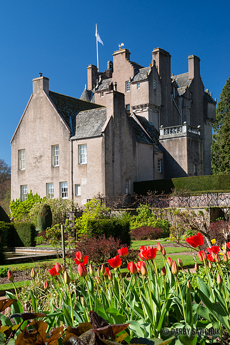 Tulips bloom in the garden at Crathes Castle, 16th-century castle in Aberdeenshire, Scotland.
