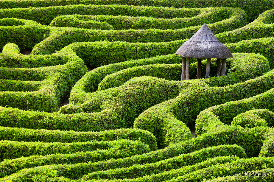 The hedge maze in Glendurgan Garden, Cornwall.