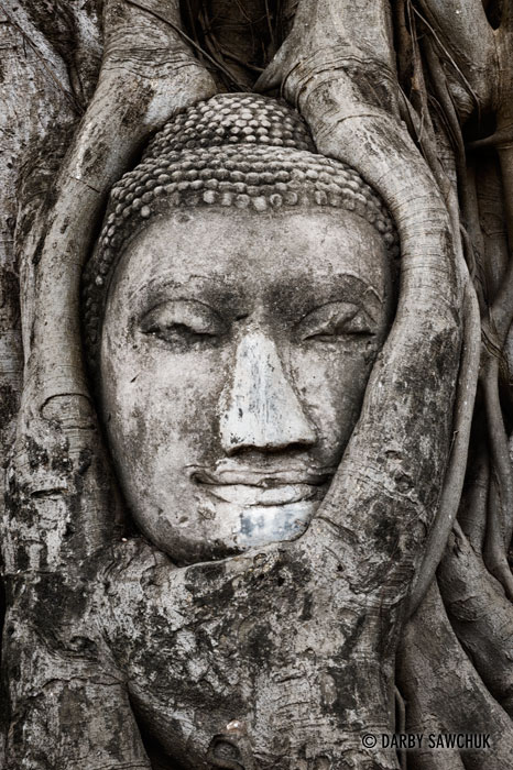 A bodhi tree grows around the head of a Buddha statue in Wat Mahathat in Ayutthaya, Thailand.