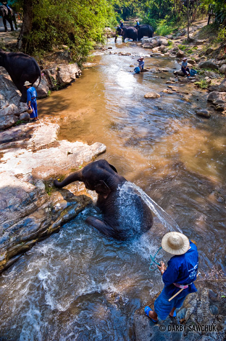 Elephants get a bath in the river at the Elephant Training Center in Mae Sa, Thailand.