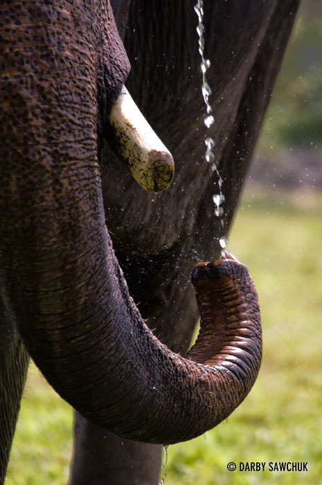 An elephant drinks water inside the Imperial City in Hue, Vietnam.